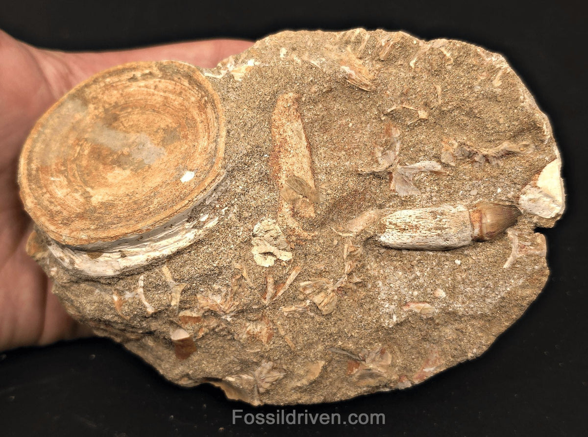 2.35" Fossil Otodus Shark Vertebra in Matrix with 1.35" Globidens Tooth – Morocco - Fossil Driven