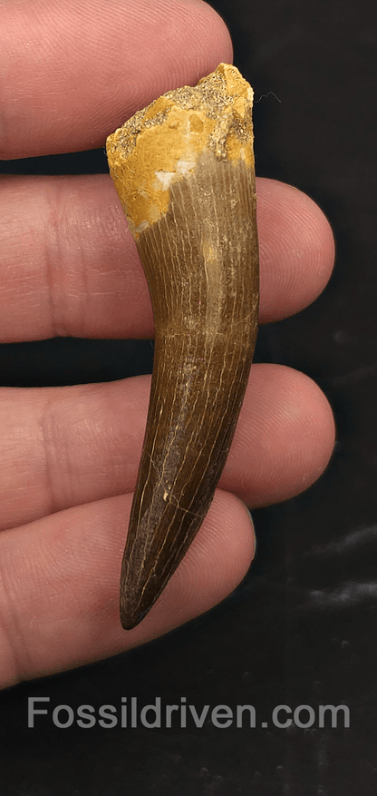 2.35" Fossil Plesiosaur (Zarafasaurus) Tooth - Morocco - Fossil Driven