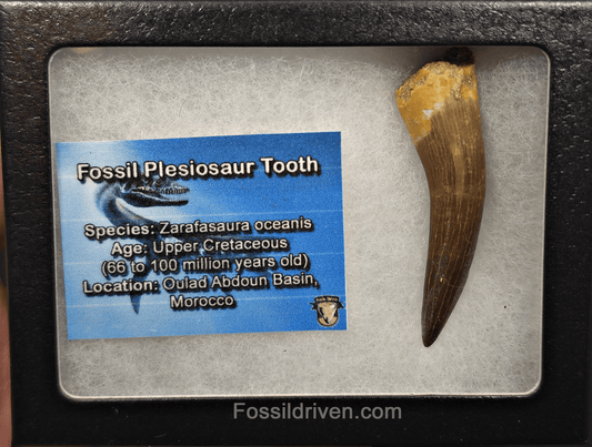 2.35" Fossil Plesiosaur (Zarafasaurus) Tooth - Morocco - Fossil Driven