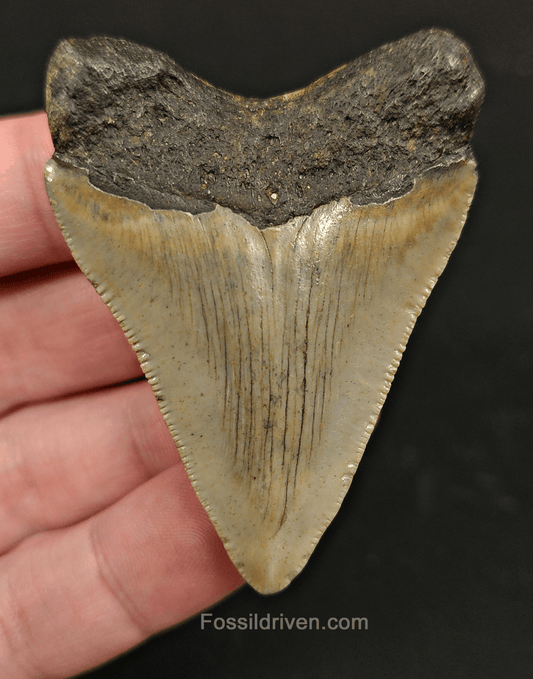 2.35" North Carolina Megalodon Tooth - Serrated - Authentic Fossil Shark Tooth - Fossil Driven