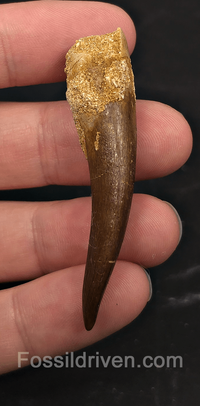 2.36" Fossil Plesiosaur (Zarafasaurus) Tooth - Morocco - Fossil Driven