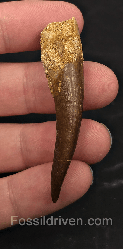 2.36" Fossil Plesiosaur (Zarafasaurus) Tooth - Morocco - Fossil Driven