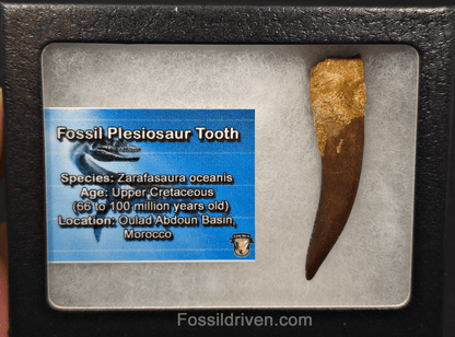 2.36" Fossil Plesiosaur (Zarafasaurus) Tooth - Morocco - Fossil Driven