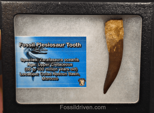 2.36" Fossil Plesiosaur (Zarafasaurus) Tooth - Morocco - Fossil Driven