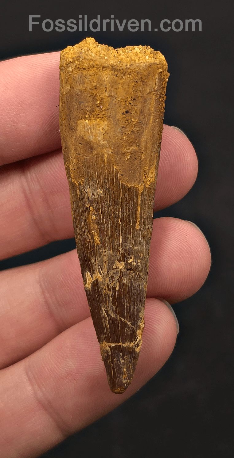 2.36" Fossil Spinosaurus Tooth - Real Dinosaur Tooth - Fossil Driven