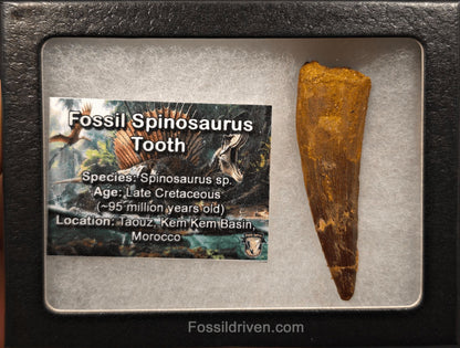 2.36" Fossil Spinosaurus Tooth - Real Dinosaur Tooth - Fossil Driven