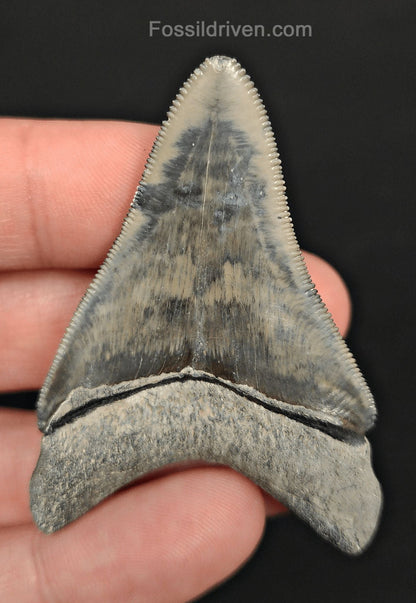 2.36" High-Quality Fossil Megalodon Tooth - Bone Valley, Florida | Fossil Driven - Fossil Driven