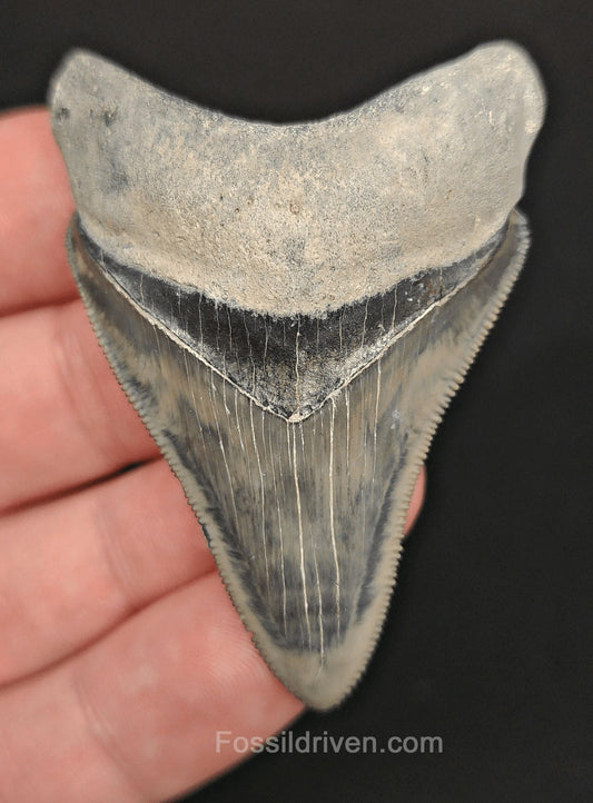 2.36" High-Quality Fossil Megalodon Tooth - Bone Valley, Florida | Fossil Driven - Fossil Driven