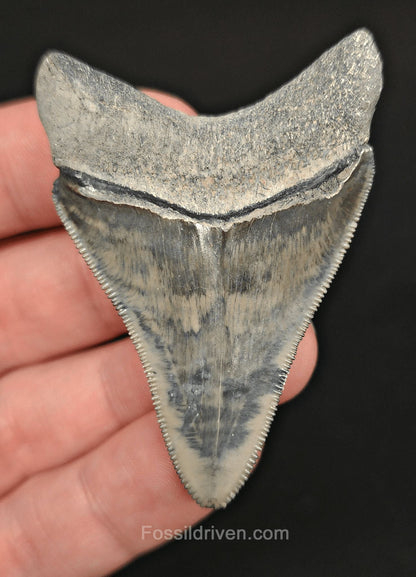 2.36" High-Quality Fossil Megalodon Tooth - Bone Valley, Florida | Fossil Driven - Fossil Driven