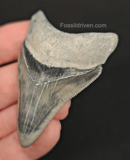 2.36" High-Quality Fossil Megalodon Tooth - Bone Valley, Florida | Fossil Driven - Fossil Driven