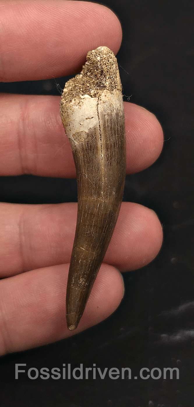 2.37" Fossil Plesiosaur (Zarafasaurus) Tooth - Morocco - Fossil Driven