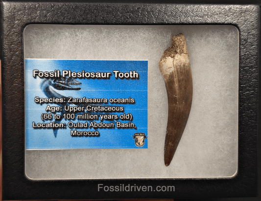 2.37" Fossil Plesiosaur (Zarafasaurus) Tooth - Morocco - Fossil Driven