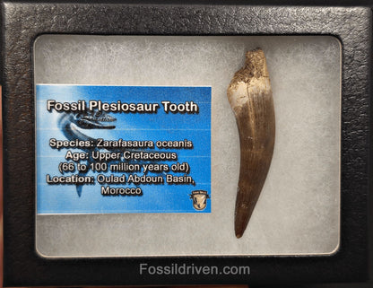 2.37" Fossil Plesiosaur (Zarafasaurus) Tooth - Morocco - Fossil Driven