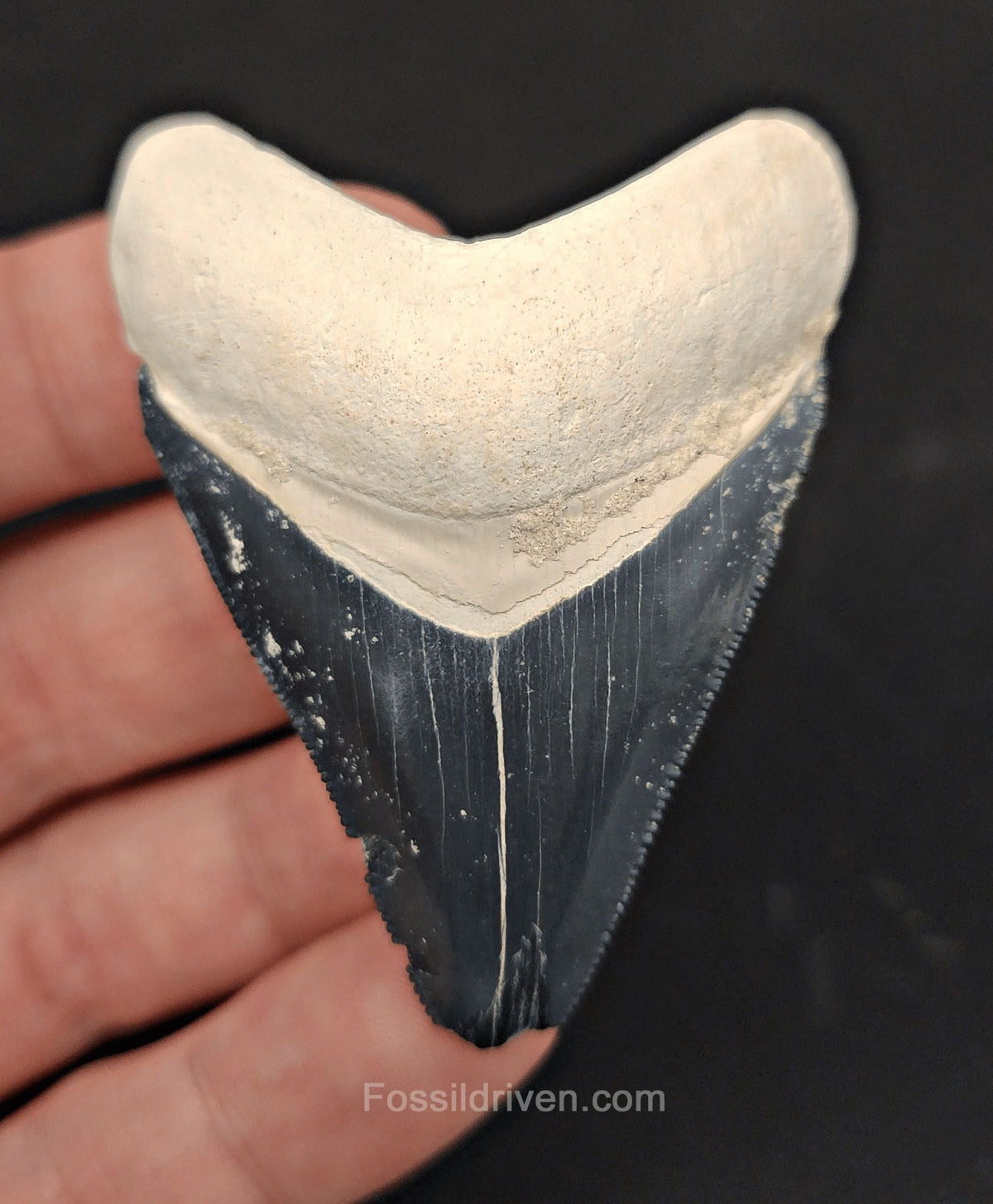 2.38" Bone Valley Megalodon Tooth - Classic Color - Authentic Fossil Shark Tooth - Fossil Driven