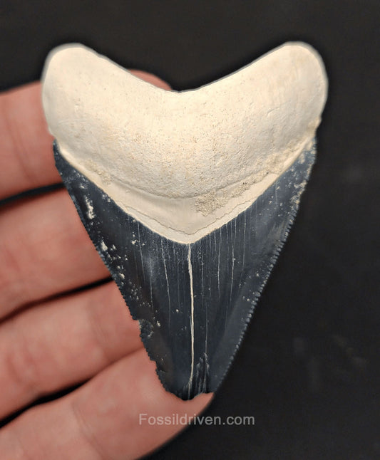 2.38" Bone Valley Megalodon Tooth - Classic Color - Authentic Fossil Shark Tooth - Fossil Driven