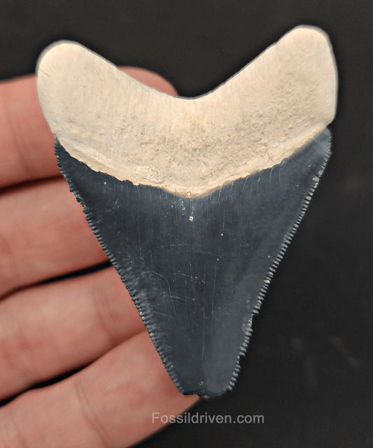2.38" Bone Valley Megalodon Tooth - Classic Color - Authentic Fossil Shark Tooth - Fossil Driven