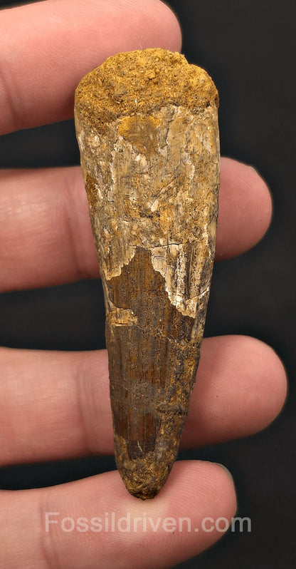 2.38" Fossil Spinosaurus Tooth - Real Dinosaur Tooth - Fossil Driven