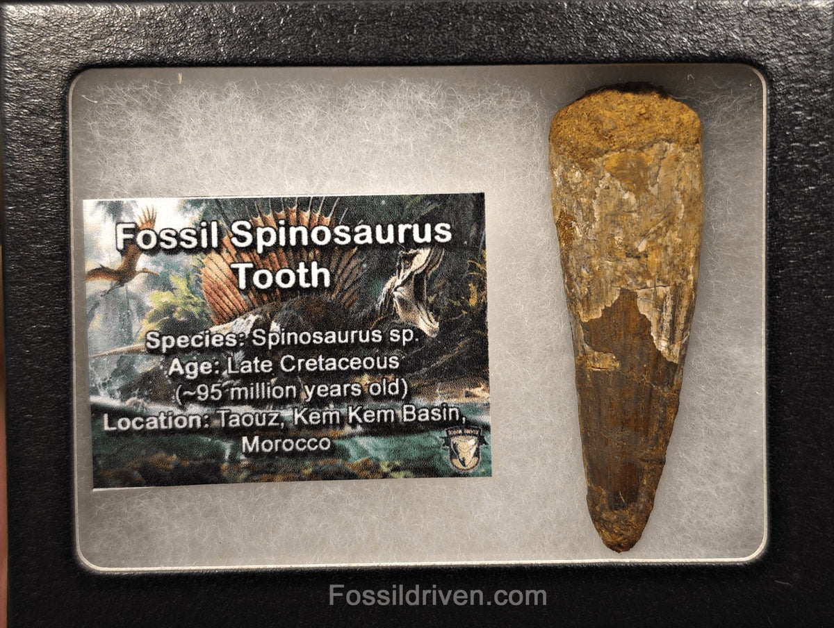 2.38" Fossil Spinosaurus Tooth - Real Dinosaur Tooth - Fossil Driven