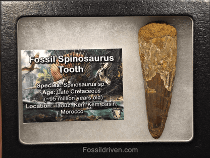 2.38" Fossil Spinosaurus Tooth - Real Dinosaur Tooth - Fossil Driven