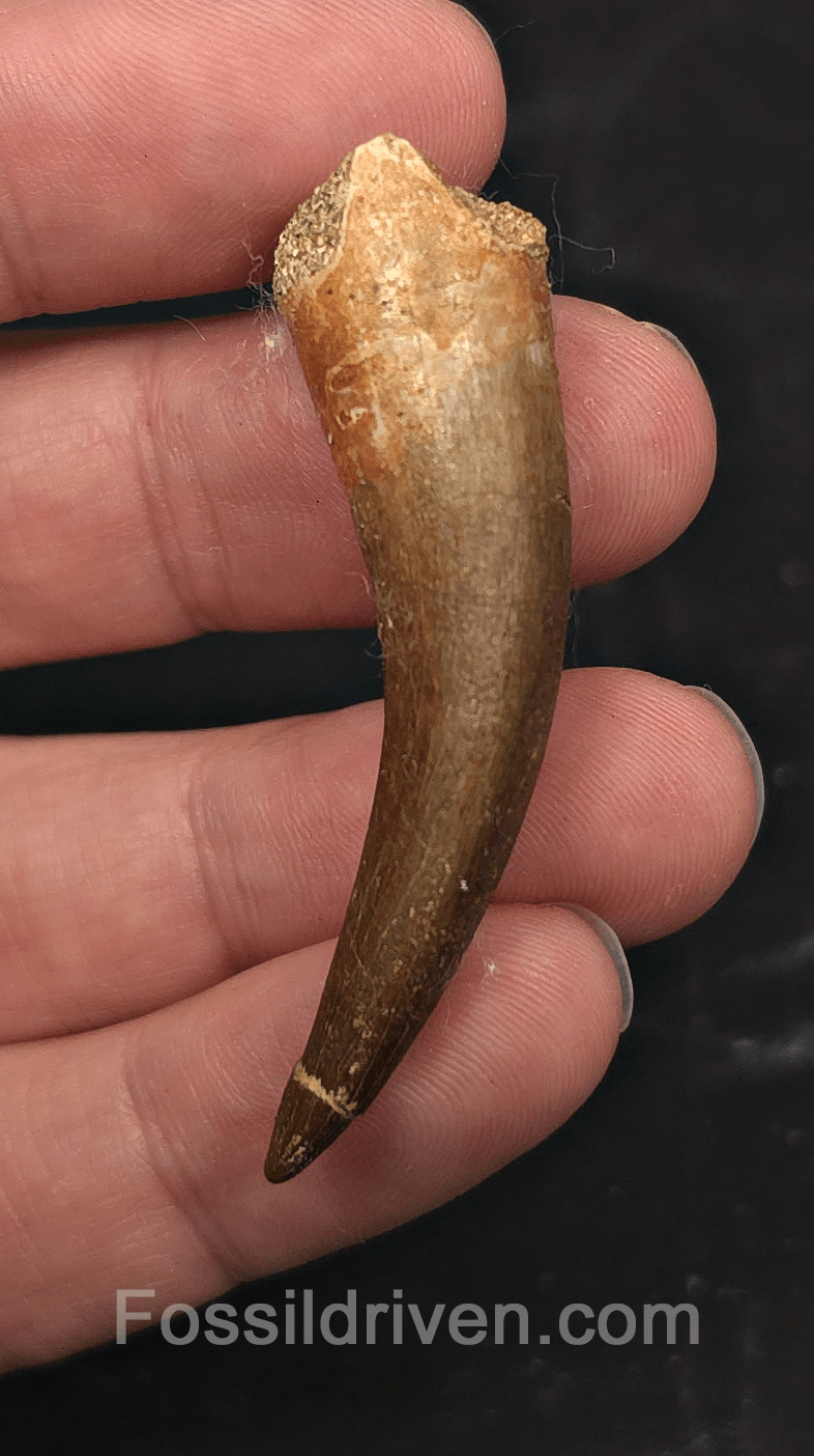 2.39" Fossil Plesiosaur (Zarafasaurus) Tooth - Morocco - Fossil Driven