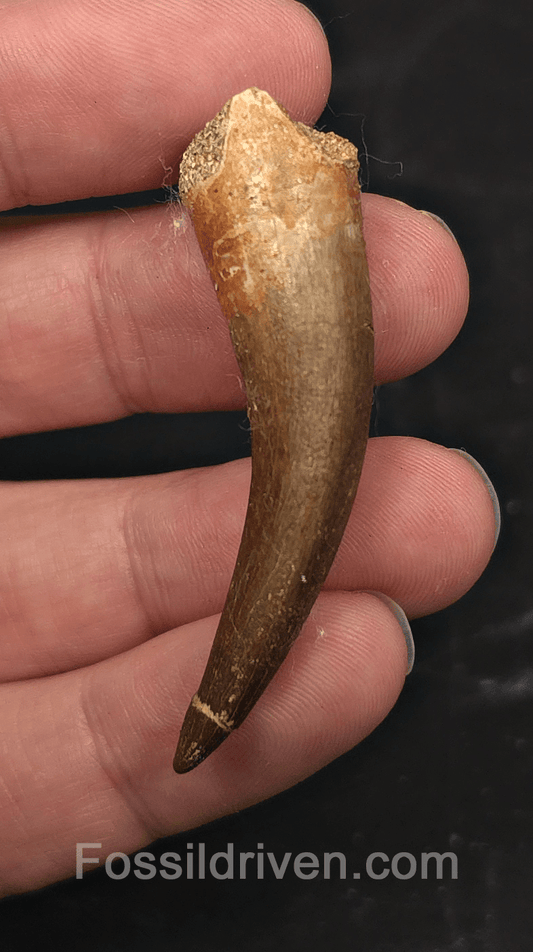 2.39" Fossil Plesiosaur (Zarafasaurus) Tooth - Morocco - Fossil Driven