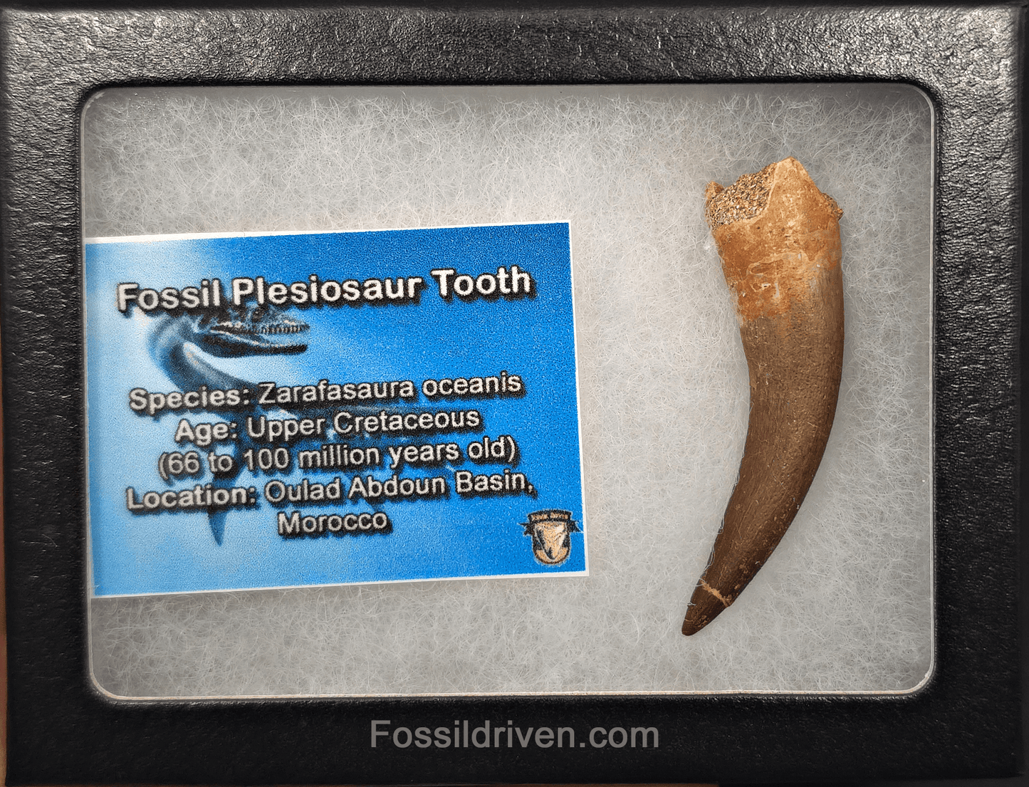 2.39" Fossil Plesiosaur (Zarafasaurus) Tooth - Morocco - Fossil Driven