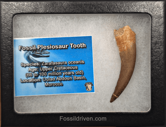2.39" Fossil Plesiosaur (Zarafasaurus) Tooth - Morocco - Fossil Driven