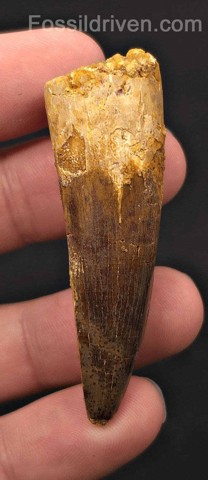 2.39" Fossil Spinosaurus Tooth - Real Dinosaur Tooth - Fossil Driven