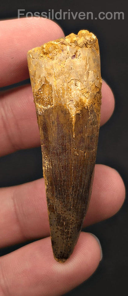 2.39" Fossil Spinosaurus Tooth - Real Dinosaur Tooth - Fossil Driven