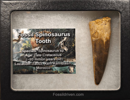 2.39" Fossil Spinosaurus Tooth - Real Dinosaur Tooth - Fossil Driven