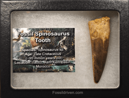 2.39" Fossil Spinosaurus Tooth - Real Dinosaur Tooth - Fossil Driven