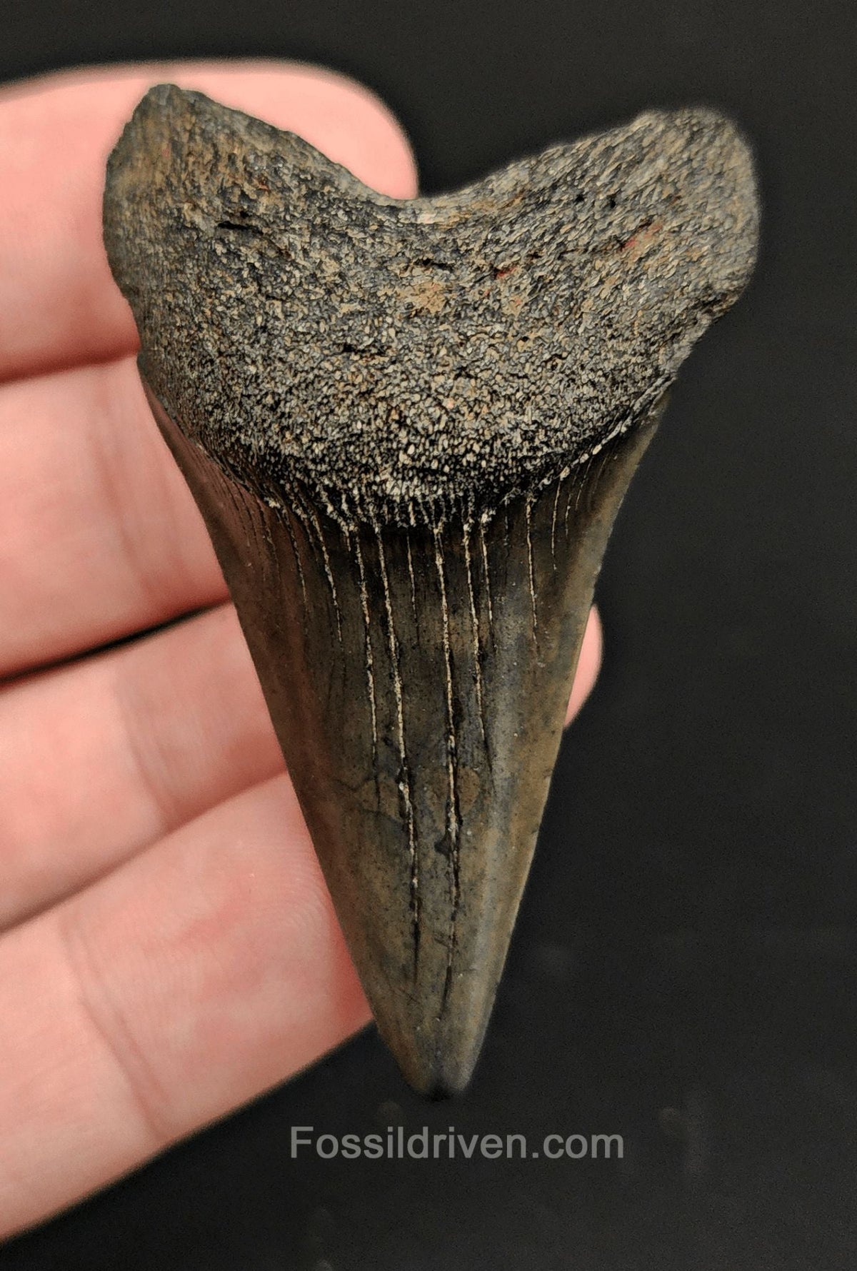 2.40 Fossil Hastalis Mako Shark Tooth – Beaufort, South Carolina | Fossil Driven - Fossil Driven