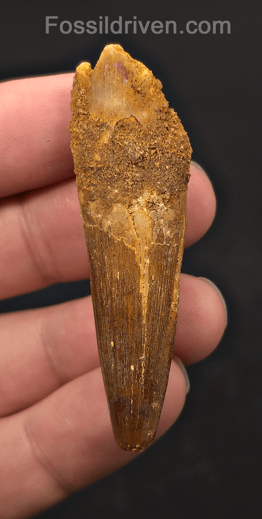 2.40" Fossil Spinosaurus Tooth - Real Dinosaur Tooth - Fossil Driven