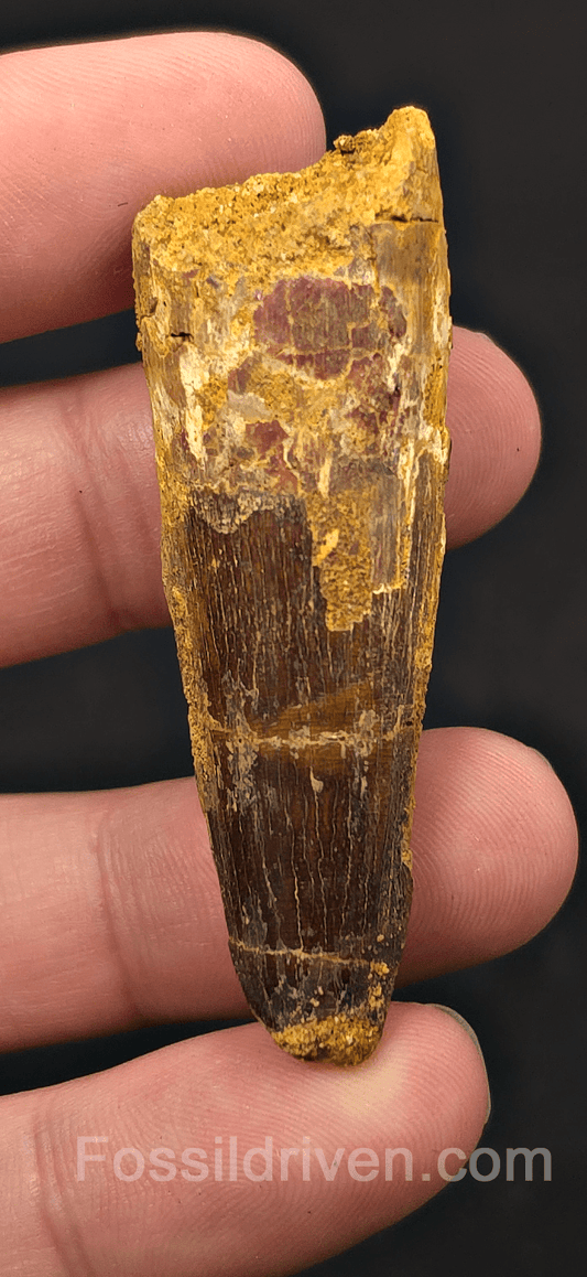 2.40" Fossil Spinosaurus Tooth - Real Dinosaur Tooth - Fossil Driven