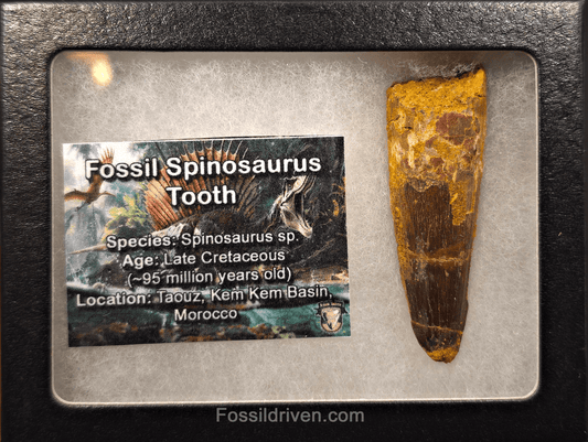2.40" Fossil Spinosaurus Tooth - Real Dinosaur Tooth - Fossil Driven
