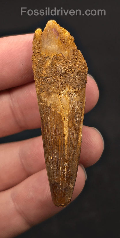 2.40" Fossil Spinosaurus Tooth - Real Dinosaur Tooth (Spino 2656) - Fossil Driven