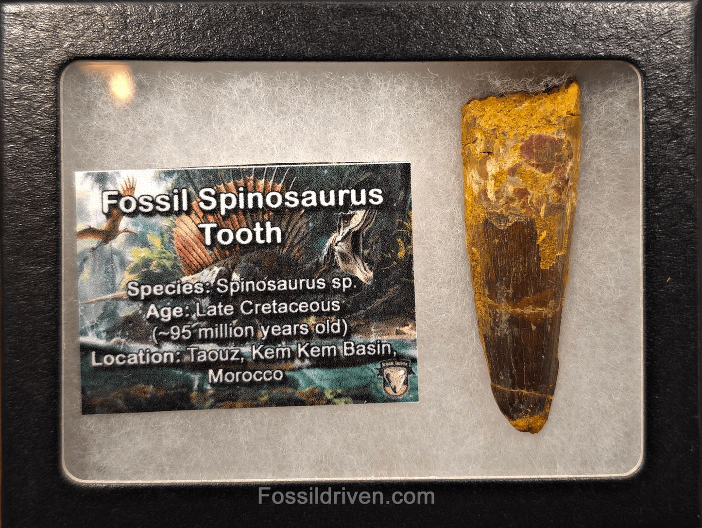 2.40" Fossil Spinosaurus Tooth - Real Dinosaur Tooth (Spino 2661) - Fossil Driven