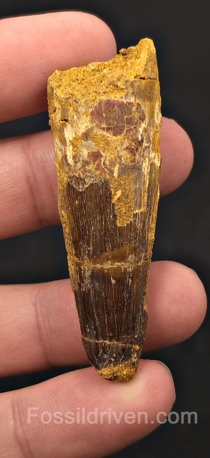 2.40" Fossil Spinosaurus Tooth - Real Dinosaur Tooth (Spino 2661) - Fossil Driven