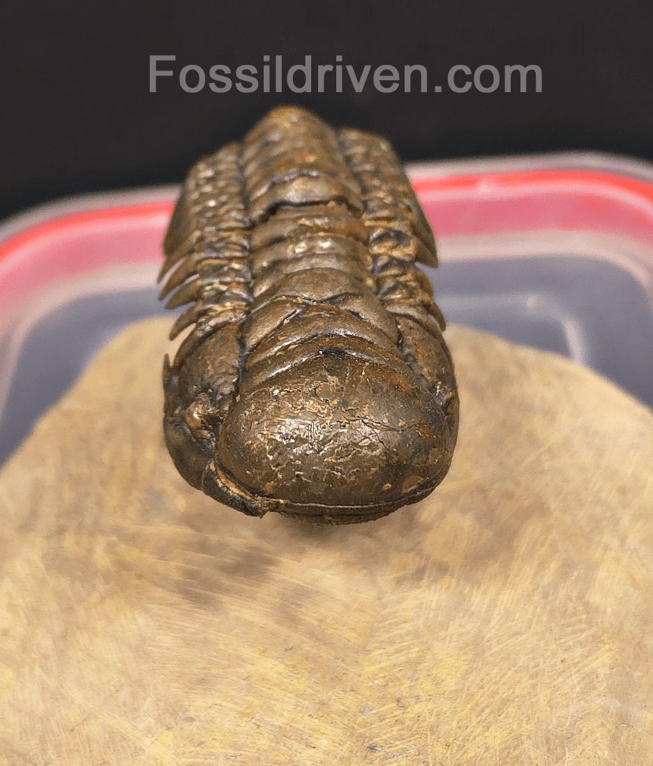 2.41" Flying Crotalocephalina Trilobite – Devonian – Issoumour, Morocco - Fossil Driven