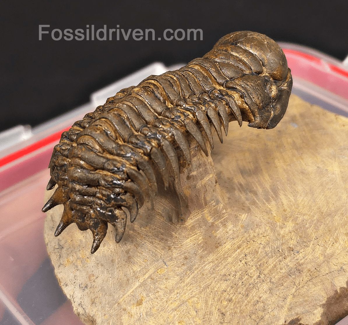 2.41" Flying Crotalocephalina Trilobite – Devonian – Issoumour, Morocco - Fossil Driven
