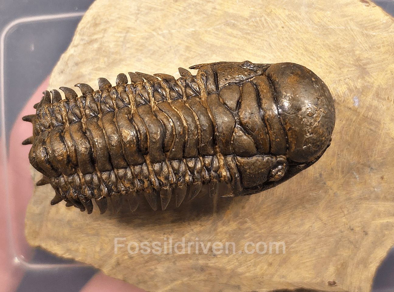 2.41" Flying Crotalocephalina Trilobite – Devonian – Issoumour, Morocco - Fossil Driven