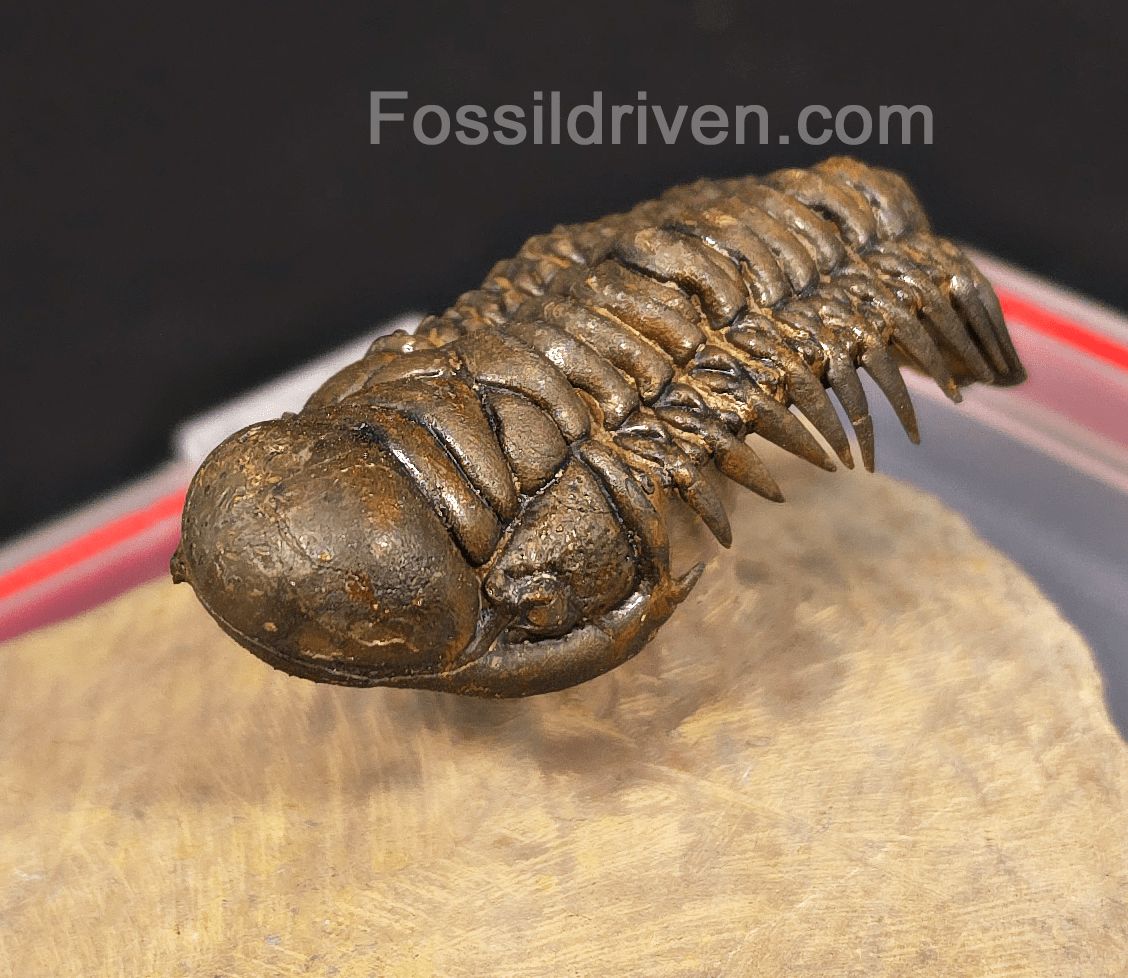 2.41" Flying Crotalocephalina Trilobite – Devonian – Issoumour, Morocco - Fossil Driven