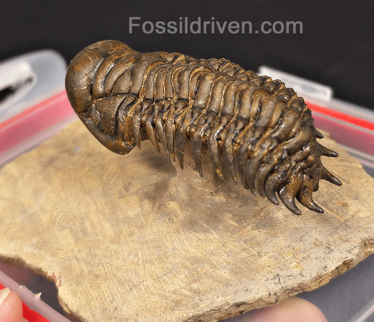 2.41" Flying Crotalocephalina Trilobite – Devonian – Issoumour, Morocco - Fossil Driven