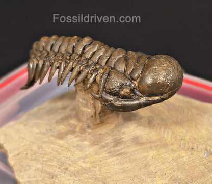 2.41" Flying Crotalocephalina Trilobite – Devonian – Issoumour, Morocco - Fossil Driven