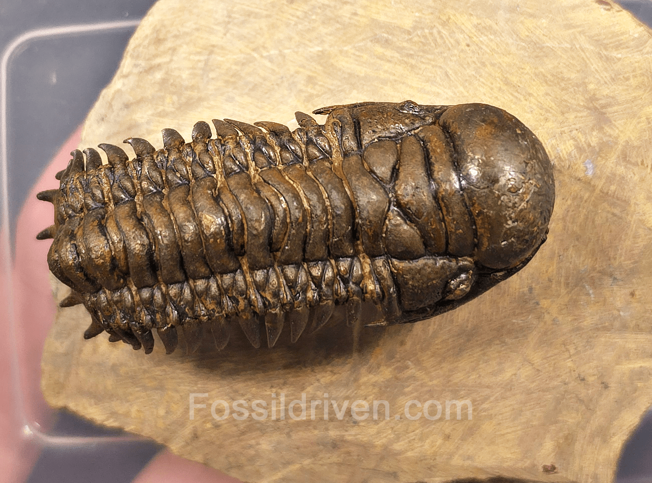 2.41" Fossil Crotalocephalina Trilobite – Devonian – Issoumour, Morocco - Fossil Driven