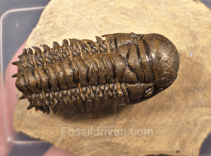 2.41" Fossil Crotalocephalina Trilobite – Devonian – Issoumour, Morocco - Fossil Driven