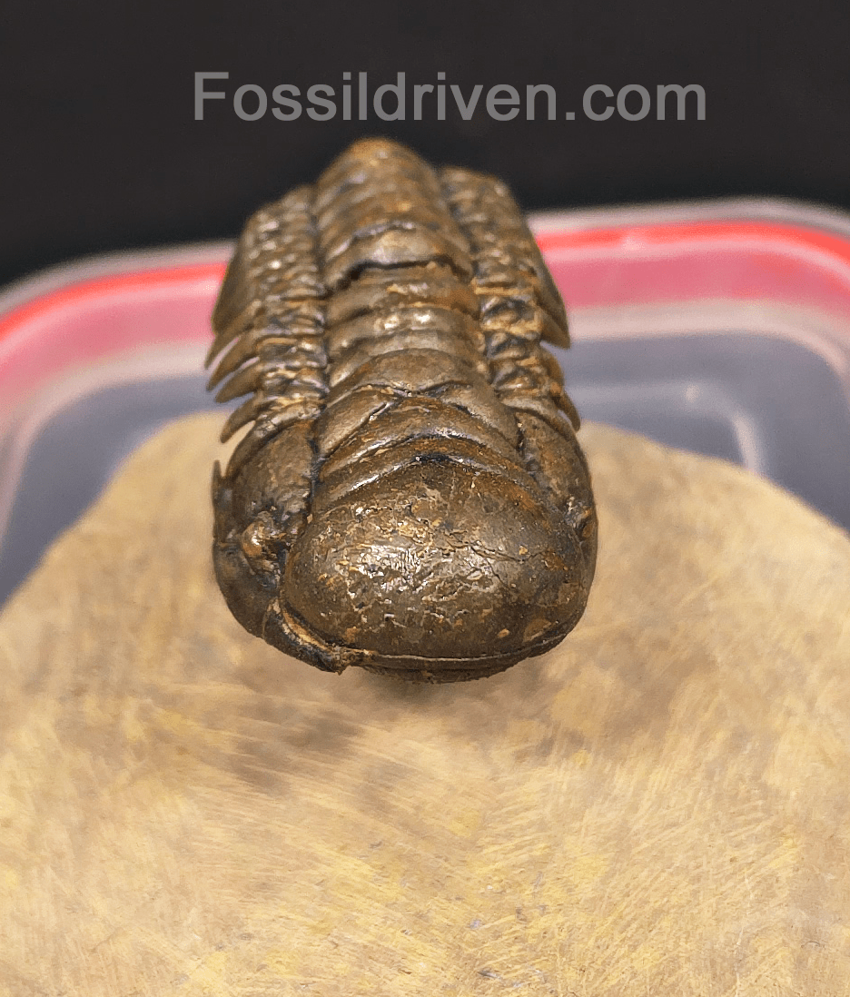 2.41" Fossil Crotalocephalina Trilobite – Devonian – Issoumour, Morocco - Fossil Driven