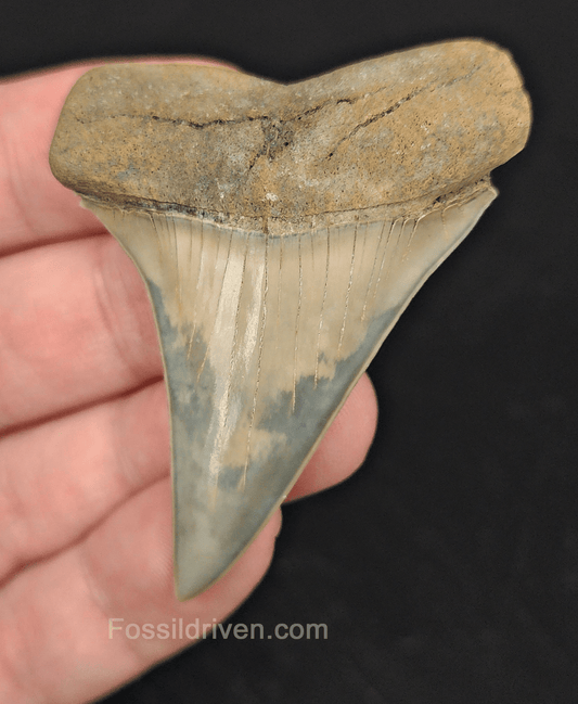 2.41" Fossil Isurus hastalis Shark Tooth – Lee Creek | Authentic Prehistoric Fossil - Fossil Driven