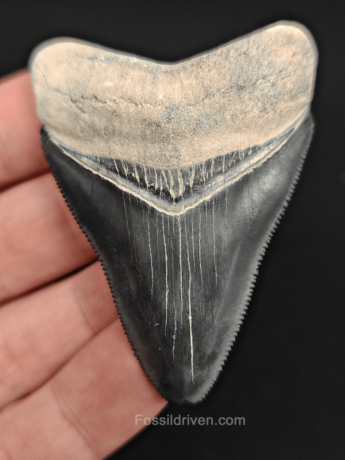 2.41" Fossil Megalodon Tooth – Authentic Fossil from Bone Valley, Florida - Fossil Driven