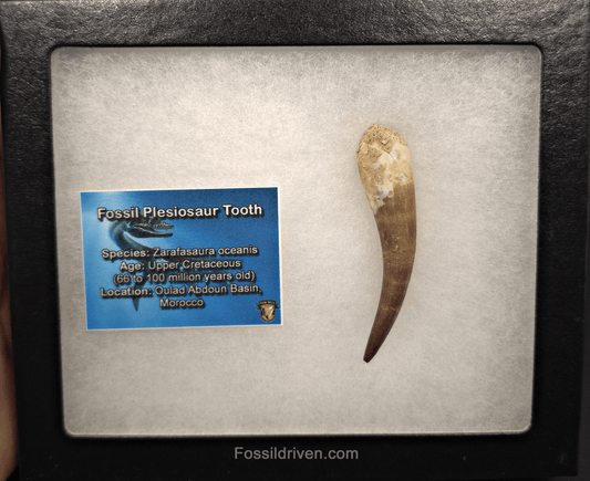 2.41" Fossil Plesiosaur (Zarafasaurus) Tooth - Morocco - Fossil Driven